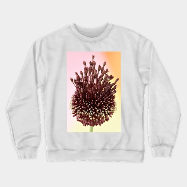 Allium amethystinum  &#39;Red Mohican&#39; Crewneck Sweatshirt by chrisburrows